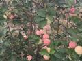 Действующий аграрный бизнес, яблоневый сад, 8Га., 8000 м² за 15 млн 〒 в Таразе — фото 27