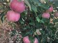 Действующий аграрный бизнес, яблоневый сад, 8Га., 8000 м² за 15 млн 〒 в Таразе — фото 28