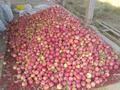 Действующий аграрный бизнес, яблоневый сад, 8Га., 8000 м² за 15 млн 〒 в Таразе — фото 29
