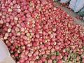 Действующий аграрный бизнес, яблоневый сад, 8Га., 8000 м² за 15 млн 〒 в Таразе — фото 31