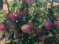 Действующий аграрный бизнес, яблоневый сад, 8Га., 8000 м² за 15 млн 〒 в Таразе — фото 32