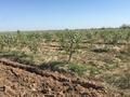 Действующий аграрный бизнес, яблоневый сад, 8Га., 8000 м² за 15 млн 〒 в Таразе — фото 7
