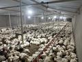 Птица ферма · 700 м² за 110 млн ₸ в Таразе