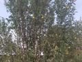 Дача · 2 комнаты · 40 м² · 6.5 сот., Садовая 33 — ПКСТ Железнодорожник-1 30 дачи за 12.5 млн ₸ в Байсерке — фото 39