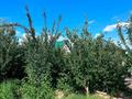 Жеке үй · 3 бөлме · 63.3 м² · 8 жүзд., Суиінбай 36 — Мк Айсулу, бағасы: 25 млн ₸ в Жаналык (Талгарский район) — фото 6