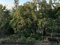 Участок · 6 соток, мкр Таусамалы — Джандосова за 6 млн ₸ в Алматы, Наурызбайский р-н — фото 4