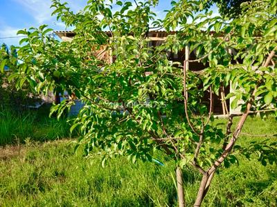 Отдельный дом · 5 комнат · 120 м² · 10 сот., Қазақстан 79 за 30 млн 〒 в Ленгере