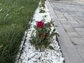 Жеке үй · 4 бөлме · 95 м² · 6 жүзд., ПК жеміс 2866 — Кульджинский тракт- Валиханова, бағасы: 60 млн ₸ в  — фото 13