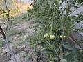 Жеке үй · 4 бөлме · 95 м² · 6 жүзд., ПК жеміс 2866 — Кульджинский тракт- Валиханова, бағасы: 60 млн ₸ в  — фото 41