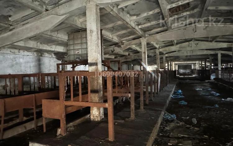 Готовый бизнес. Откорм. · 2000 м² за 76 млн ₸ в Уштобе — фото 10