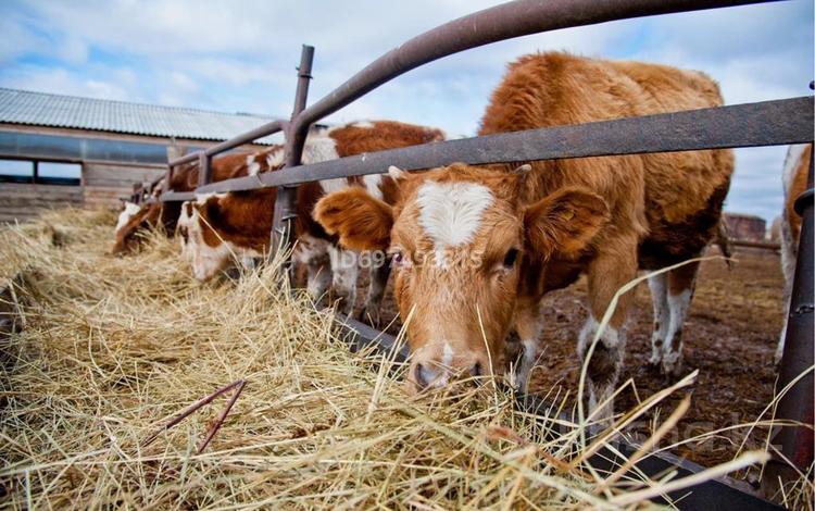 КХ в поселке Аккемер · 20000 м², бағасы: 130 млн 〒 в Актобе — фото 3