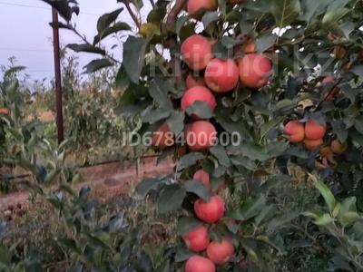 действующий бизнес сад яблоня за 135 млн 〒 в Шымкенте, Каратауский р-н