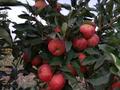 Действующий бизнес сад яблоня, 5000 м² за 135 млн 〒 в Шымкенте, Каратауский р-н — фото 7