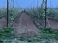 Действующий бизнес сад яблоня, 5000 м² за 135 млн 〒 в Шымкенте, Каратауский р-н — фото 10