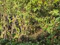 Саяжай · 3 бөлме · 90 м² · 10 жүзд., Грушовая 26, бағасы: 19 млн ₸ в Бельбулаке (Мичурино) — фото 18
