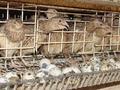 Крестьянское хозяйство с фермой,КРС и землями для сенокоса и пастбища. · 1600 м² за 100 млн ₸ в Павлодаре — фото 92