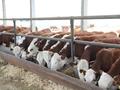 Крестьянское хозяйство с фермой,КРС и землями для сенокоса и пастбища. · 1600 м² за 100 млн ₸ в Павлодаре — фото 95