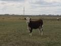 Крестьянское хозяйство с фермой,КРС и землями для сенокоса и пастбища. · 1600 м² за 100 млн ₸ в Павлодаре — фото 79