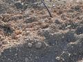 Жер телімі 8 сотық, мкр Асар-2, бағасы: 15 млн 〒 в Шымкенте, Каратауский р-н — фото 3