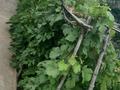 Саяжай · 3 бөлме · 45 м² · 8 жүзд., Речник 47, бағасы: 10 млн ₸ в Уральске — фото 4