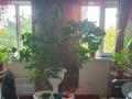 Отдельный дом · 3 комнаты · 120 м² · 6 сот., мкр Рембаза, Кустонайская 20 — Возле болыкшинского моста за 23 млн ₸ в Атырау — фото 2