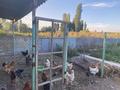 Отдельный дом · 5 комнат · 85.6 м² · 20 сот., Арна 59 — Село Гродеково за 30 млн ₸ в Таразе — фото 29