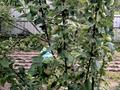 Дача · 5 комнат · 100 м² · 10 сот., улица Западная 120 — Есикский поворот со стороны Кульджинский трассы за 22.5 млн ₸ в Болеке — фото 24
