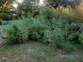 Дача · 2 комнаты · 24 м² · 7 сот., мкр Фёдоровка — Общество Весна за 3.7 млн ₸ в Караганде, Казыбек би р-н — фото 3