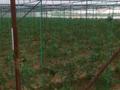 Сельское хозяйство • 4500 м² за 35 млн 〒 в Сарыагаш — фото 4