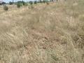 Участок · 8 соток, мкр Азат за 10.5 млн ₸ в Шымкенте, Енбекшинский р-н