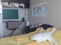 2-бөлмелі пәтер · 54.9 м² · 9/10 қабат, мкр 11, бағасы: 18.3 млн ₸ в Актобе — фото 10
