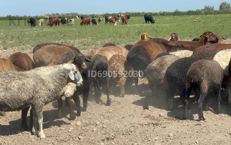 Сельское хозяйство • 100 м² за 120 млн 〒 в Казаткоме — фото 2