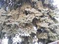 Дом · 3 комнаты · 100 м², Луганского угГорной за 30 000 〒 в Алматы, Медеуский р-н — фото 8
