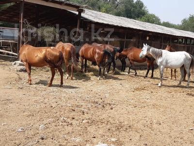 Склады, общепит, сельское хозяйство, бани, гостиницы и зоны отдыха, развлечения · 15000 м² за 500 млн 〒 в 