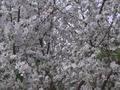 Дача · 1 комната · 20 м² · , ПБС-1 86 — На первой водоколонке в районе З/О Санторини за 6 млн ₸ в Балхаше — фото 11