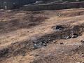Участок · 8 соток, мкр Ынтымак-2 — ул Таннуры уг Сарышыганак за 14 млн ₸ в Шымкенте, Абайский р-н — фото 2