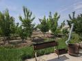 База отдых с рестораном юрта тапачан 500 деревья · 10000 м² за 90 млн 〒 в Атырау — фото 11