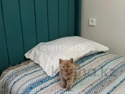 3-бөлмелі пәтер · 66 м² · 1/6 қабат, Ашимова 201 — Ашимова - Габдулина, бағасы: 18.5 млн ₸ в Кокшетау