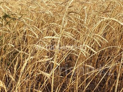 Высокоэффективное сельскохозяйственное предприятие · 38395 м², бағасы: 2 млрд 〒 в Карасу