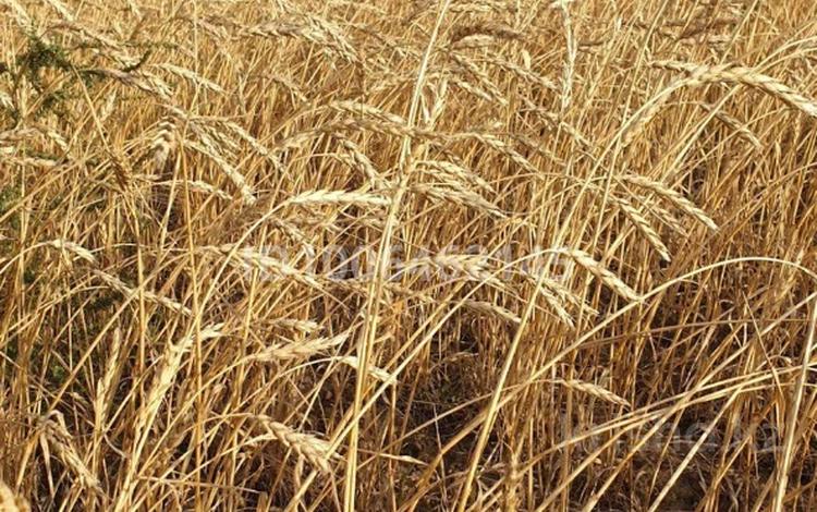 Высокоэффективное сельскохозяйственное предприятие · 38395 м², бағасы: 2 млрд 〒 в Карасу — фото 7