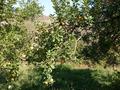 Дача · 4 комнаты · 105 м² · 10 сот., Село Рыскулов ПК Элерон, ул. Солнечная 49 за 15 млн ₸ в Алматинской обл., Талгарский р-н — фото 14