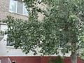3-бөлмелі пәтер · 85 м² · 1/5 қабат, Кулманова 154 — Инфинити, бағасы: 31 млн ₸ в Атырау — фото 21