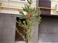 4-бөлмелі пәтер · 159.2 м² · 1/7 қабат, Гани Иляева 113/5 — Иляева-Акпан батыра, бағасы: 68 млн ₸ в Шымкенте, Енбекшинский р-н — фото 36