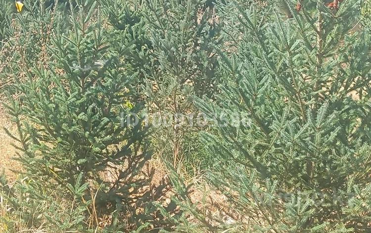 Участок · 20 га, Есик за ~ 355.6 млн 〒 — фото 2