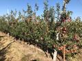 Действующий яблоневый сад, 100000 м² за 950 млн 〒 в 