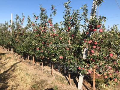 Действующий яблоневый сад, 100000 м² за 1 млрд 〒 в 