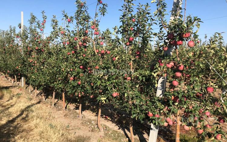 Действующий яблоневый сад, 100000 м² за 950 млн 〒 в  — фото 2