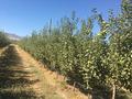Действующий яблоневый сад, 100000 м² за 950 млн 〒 в  — фото 2
