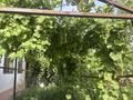 Отдельный дом · 5 комнат · 188.5 м² · 8 сот., Қасымхана 24 за 45 млн ₸ в М. Туймебаеве — фото 6