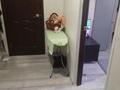 2-комнатная квартира · 39 м² · 2/2 этаж, мкр Уркер, Кургальжинское шоссе 108 за 14 млн ₸ в Астане, Нура р-н — фото 5